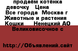 продаём котёнка девочку › Цена ­ 6 500 - Все города, Москва г. Животные и растения » Кошки   . Ненецкий АО,Великовисочное с.